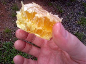 I can't describe just how good that tastes.