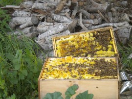 The lid had three large groups of bees, one of which dumped onto my leg. :(