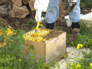 Scraping away... pissing off thousands of bees...