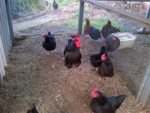 The dad of our new chooks. He was freaking gorgeous!