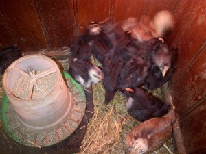 Our first batch of new chooks. Half will be breeders, and the rest meat or egg birds.