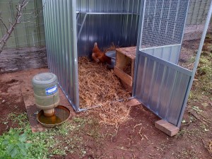 All set up with the chicken Ritz.