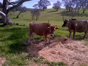 Our new milking cow, Clarisse!