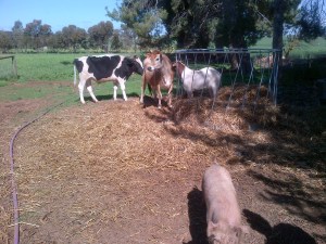 Clarisse meeting some of the rest of the menagerie. 