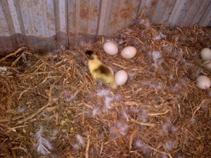 Our new duckling, who...