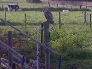 ...became dinner for this beauty.