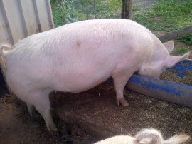 Smoked Pig looking all kinds of pregnant.