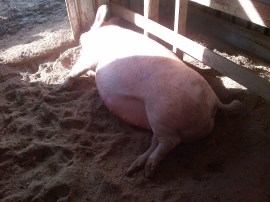 Sometimes you just need to take the weight off of that enormous stomach.