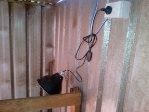 The new heat lamp. The vet had us reposition it a little - both so that mum can't snap at it while in pain during birthing, and lower so it'll give more heat to the babies.