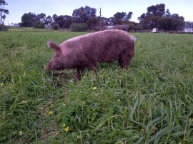 Boris spent some time free-ranging out the back. He deserved it after all his good work.