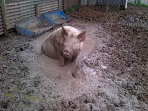 Happy as a pig in...