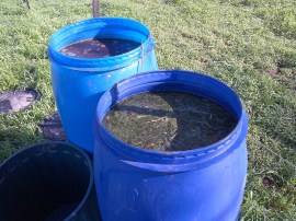 Our fertilizer teas - nettles in water, and poop in water. Yum!