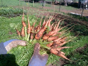 Our first carrots for the season!
