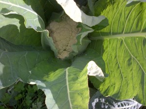 Healthy cauliflower. 