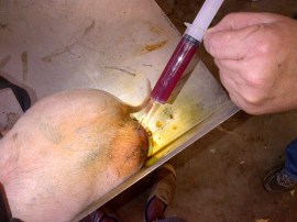 We pulled out 3-and-a-bit syringes, each of 25ml.