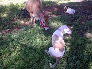 Clarisse, sporting her trendy new halter, and meeting Bruce. They are not friends yet.
