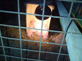 Setting up the babies with some warmth.