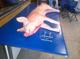 George dressed out to 29kg. I won the bet on how big he'd be. Not that I like to brag.