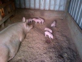 WE HAVE PIGLETS!!!!