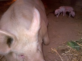 It's hard to believe they were so little, even only a month on.