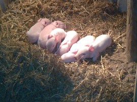 Snug under their heat lamp.
