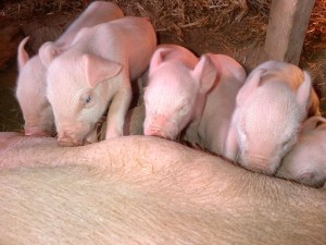 Yes, I had to lean on a quarter-tonne of nursing mother to take this picture.