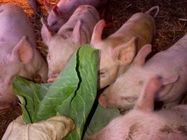 The babies love their greens!