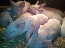 So. Much. Cuteness!!!!