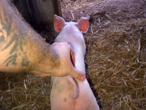 They do love a scratch. Sometimes they bliss out so hard they fall over.