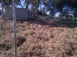 Deep littering the babies' yards.