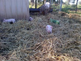The piglets like running around in the straw.