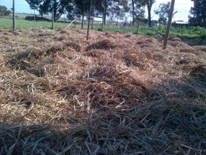 The straw makes the yards a little nicer.