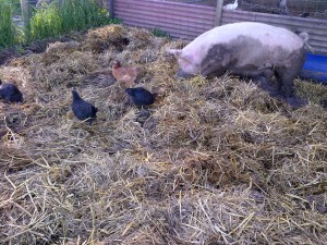 Chooks free-ranged into the pig runs. They are either very brave or very stupid, and by that, I mean they're very stupid.