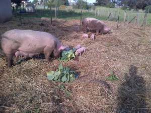 Pigs eating their veggies!
