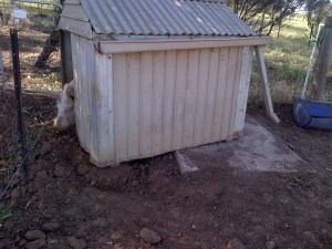 He's not the smartest of pigs...