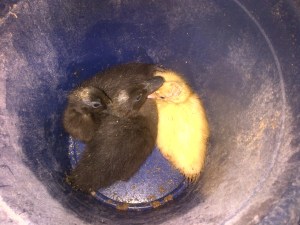 The ducklings chilling while I clean out their home.