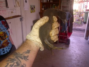 That's a pretty duck, but it 'aint no Muscovy!