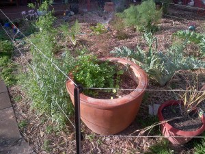 Linhda's Patch! This picture shows tarragon, artichoke, lemon grass, parsley, fennel, nasturtiums, strawberries, and celeriac!