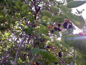 I'd be surprised if we scored a tenth of what was on this tree. So. Many. Mulberries!