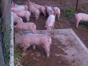 Curious piglets are curious.