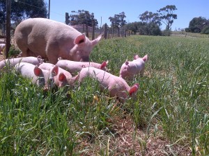 It took them about a nanosecond before they were completely comfortable with their new digs.