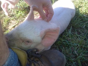 Seriously, these babies cannot get enough affection.