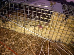 Rat mother gave birth inside the trap. That was a little surreal.