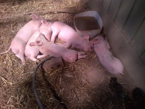 They didn't really like being moved, but got over it pretty quickly.