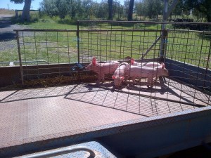 Our four excess weaners gone in one shot!