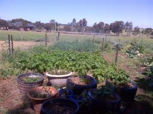 The new higher risers over some spuds.