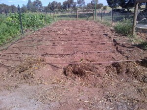 Drip irrigation for the corn.