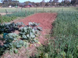 The pumpkin/melon bed.