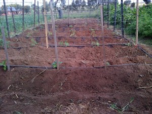 Our new tomato supports, which will double as legume supports over Winter.