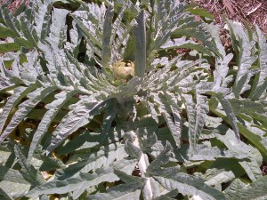 Our first artichoke. Exciting!